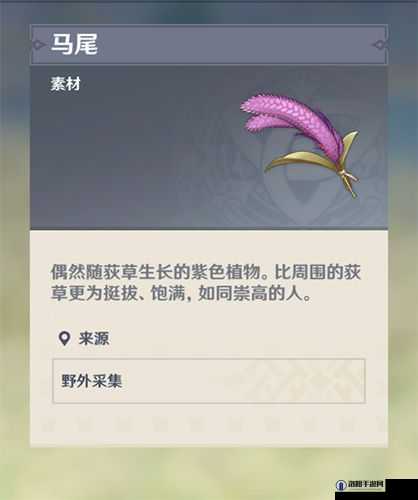 原神马尾与马尾草的奇妙世界,探索它们的多样用途