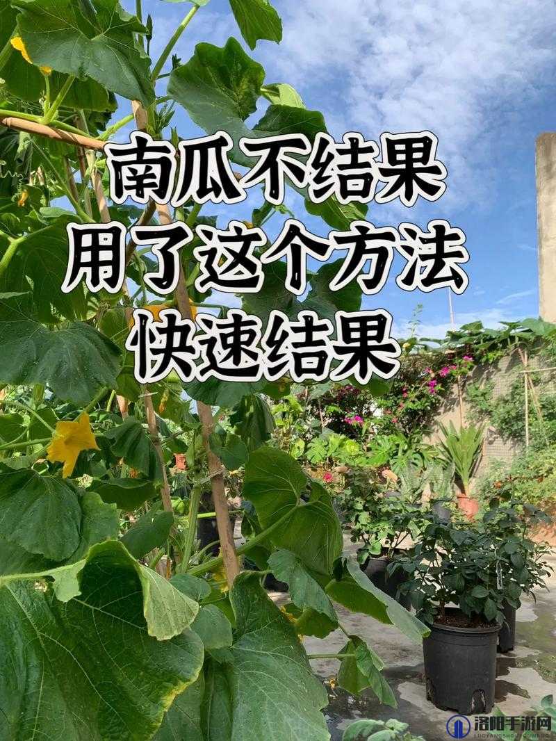 视频教学：不用任何土壤，学会这招，家里的水果蔬菜想种多少就种多少