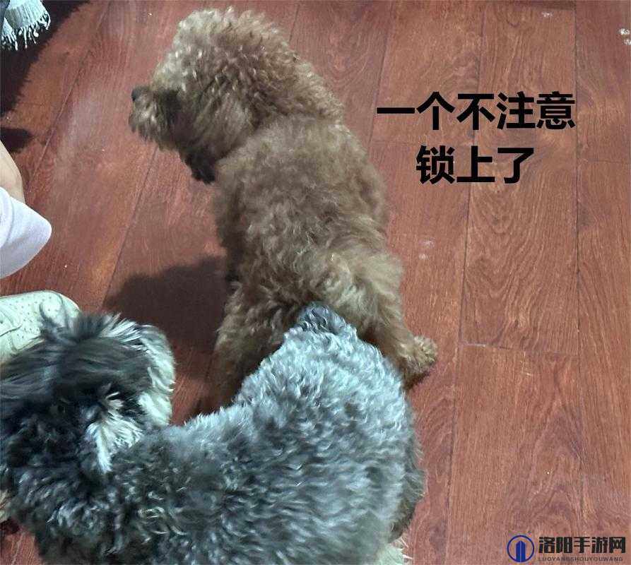 震惊大狗锁住女人狗的视频大全，到底隐藏着怎样的故事与秘密？