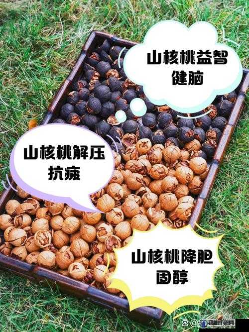 山胡桃的功效与作用及禁忌：全面解析山胡桃的健康益处与注意事项