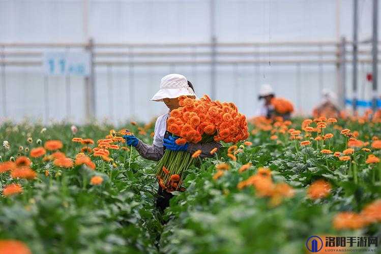 摘花视频HD一XXⅩ:高清画质下的自然美景与花卉采摘全记录