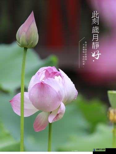 老人船上弄雨荷 1 一 5 节究竟讲述了什么？探秘其精彩内容与内涵