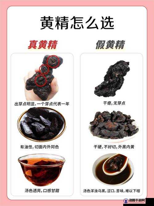 烟雨江湖黄精，用途、获取与演变的深度探索
