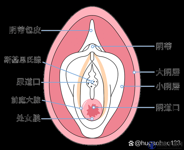 第一次开女处是什么感觉?真实经历分享与心理变化全解析
