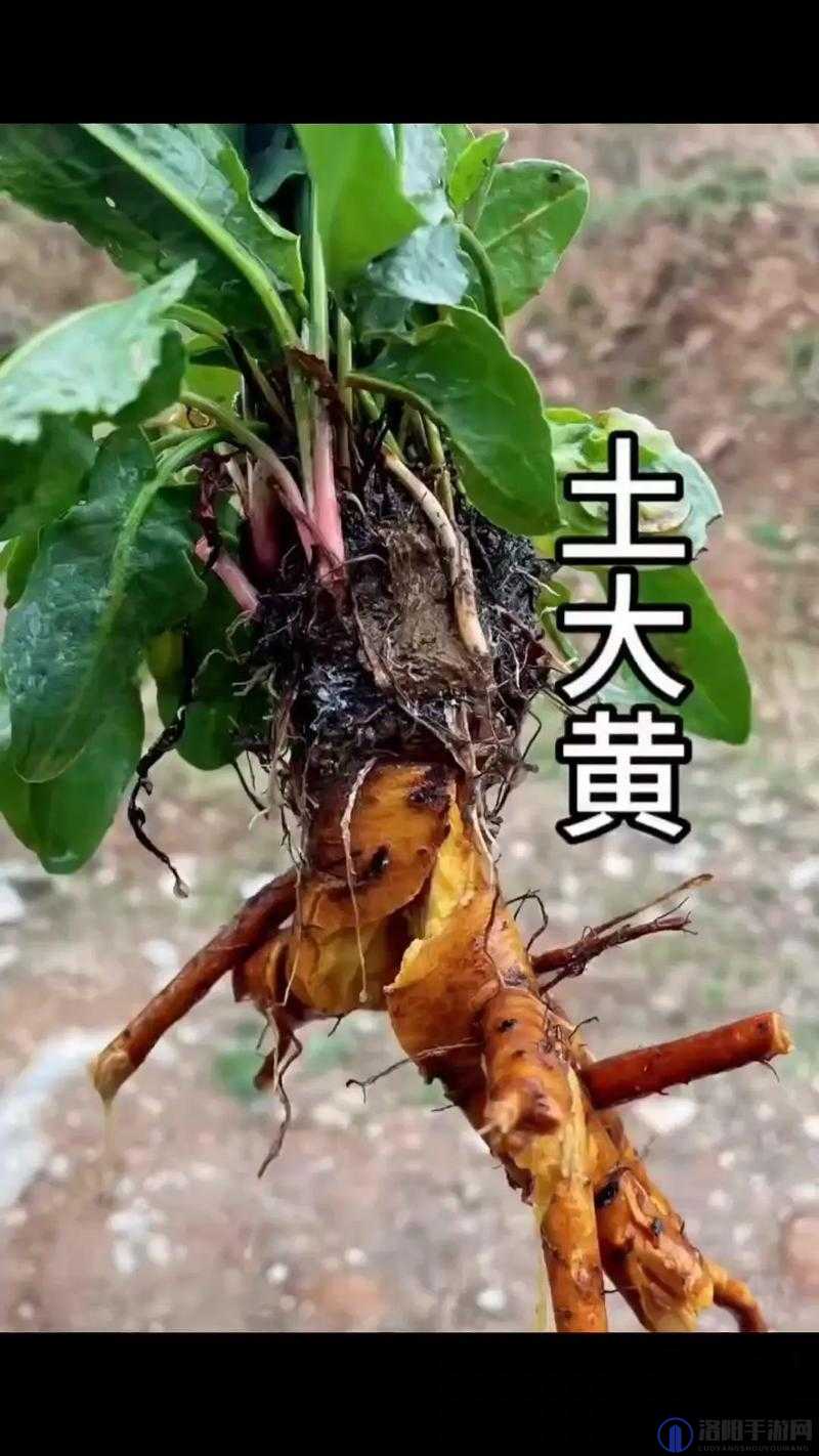 土黄是什么？土黄的使用方法有哪些？土黄的作用你了解吗？