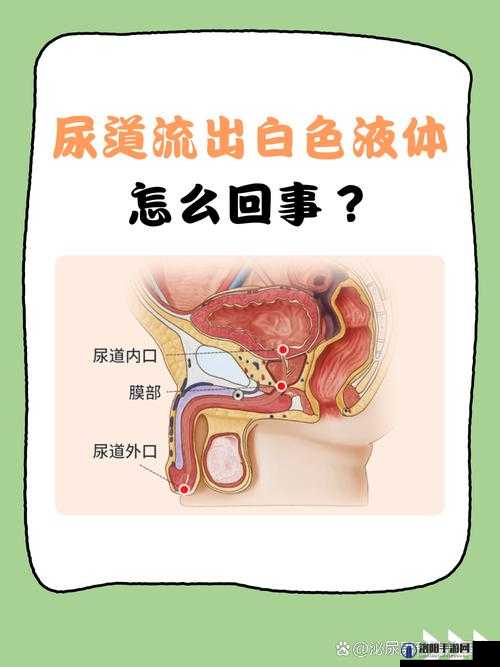 为什么我的尿道口会有白色粘液流出？这种情况正常吗？
