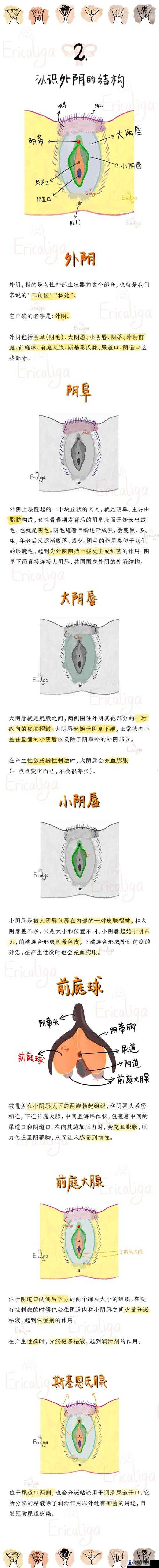 探索小泬未完全发育的奥秘：粉嫩状态的生理特征与健康影响分析