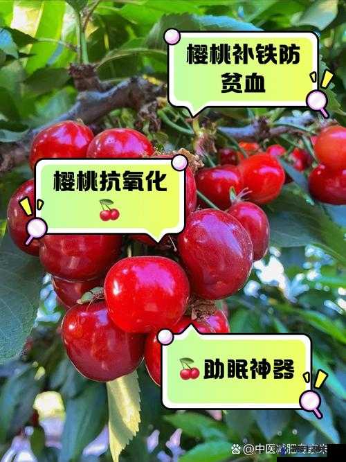 樱桃网现在叫什么？最新名称揭秘与用户使用指南，了解樱桃网最新动态与功能更新