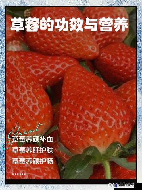 扒开大腿让我看你的草莓图:揭秘草莓种植技巧与健康益处全解析