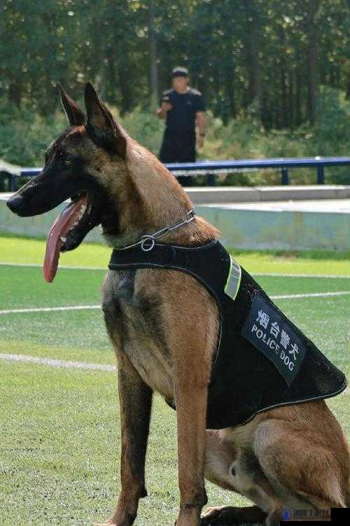 张警犬 9 分 10 秒头撞玻璃视频：背后的真相是什么？