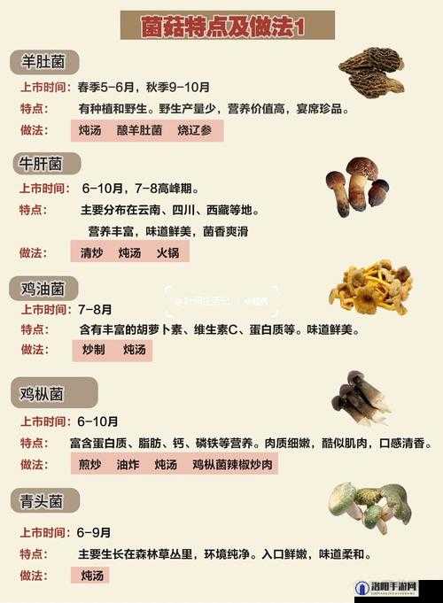 蘑菇旧版本相关问题大揭秘：它有哪些独特之处和使用注意事项？